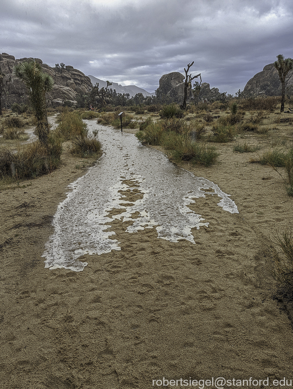 Desert Biogeography of Joshua Tree National Park